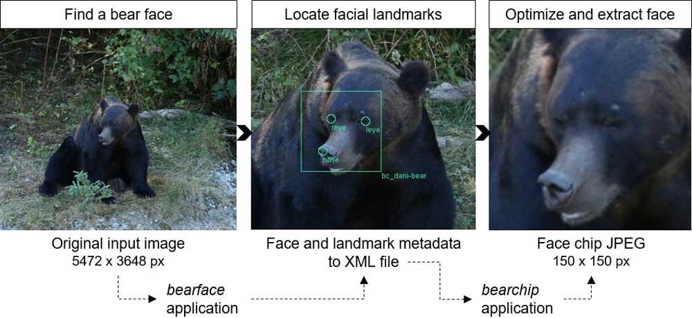 BearID Pipeline für die Gesichtserkennung