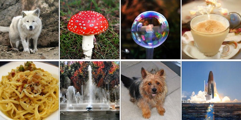 Wolf mit Fell, Pilz mit Punkten, Seifenblase mit Reflexion - diese Bilder wurden von einer KI generiert. Ebenso gut k&ouml;nnten es Fotoaufnahmen sein. Bild: Deepmind