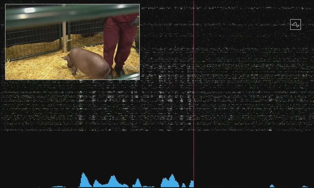 Die Neuronen-Visualisierung von Neuralink zeigt, wenn die Schweine-Schnauze mit der Umgebung interagiert. Der n&auml;chste gro&szlig;e Schritt: Diese Daten sinnvoll intepretieren. | Bild: Neuralink / Screenshot