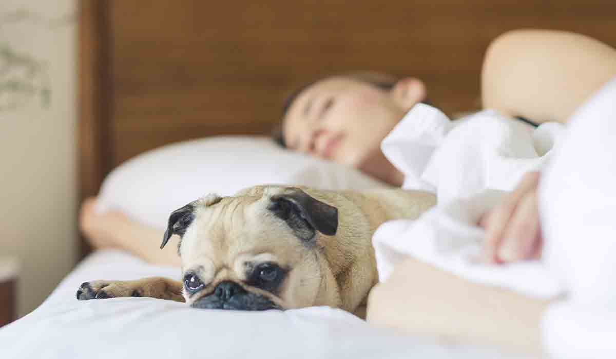 Eine Frau liegt im Bett und Schläft, vor ihr auf der Matratze liegt ein wacher Mops